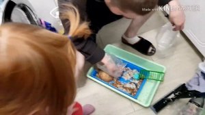 Джунгарский хомячок умер или впал вспячку?!