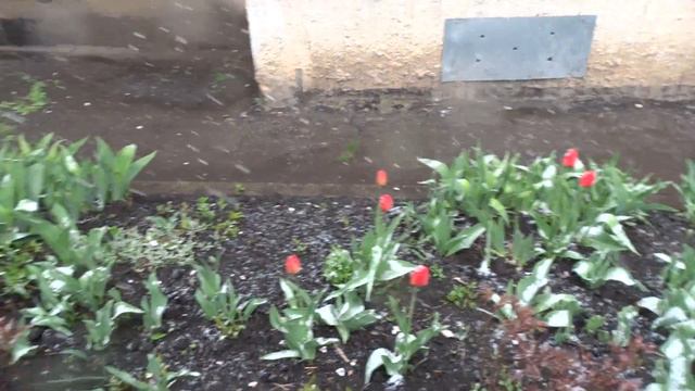 Снег в Харькове в апреле 18.04.2017 смотреть онлайн