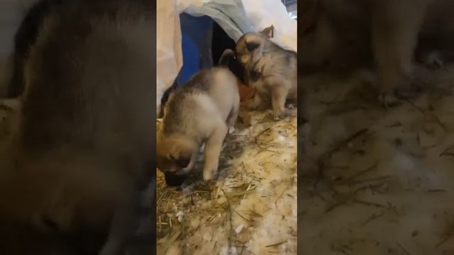 Пушистая красотка 4 недель от роду ищет дом. смотреть онлайн