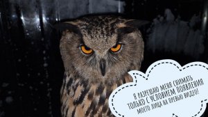 Сыча Крошу переселили, лазоревке выдали кольцо, сове Ёлке о планах рассказали. Завтра Белобока!