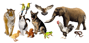 Домашнее животное и птицы со звуками