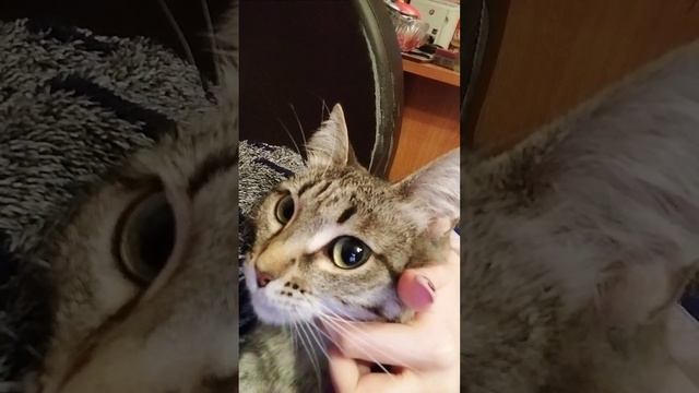 обзор на Пиратскую жизнь Нижегородский обзорный канал Нижний Новгород смотреть онлайн