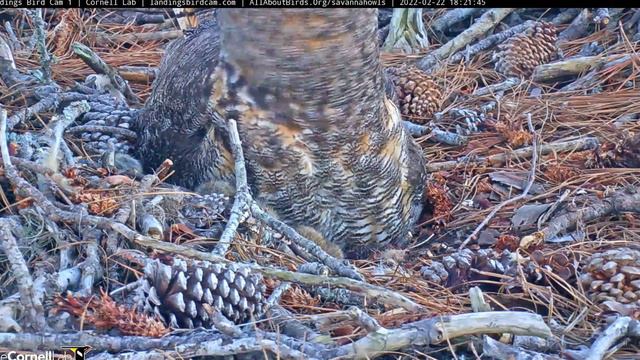 2/22/2022 Close ups of Mama GHO & Owlet Savannah, GA смотреть онлайн