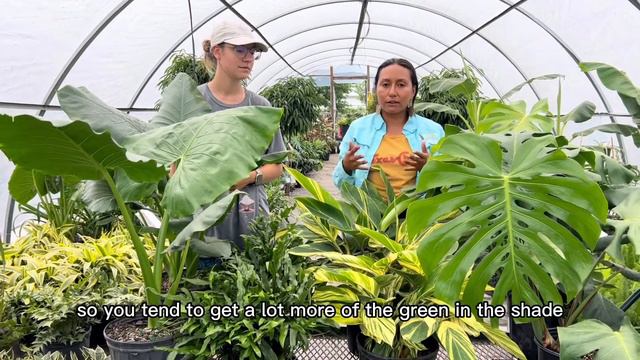 INDOOR Plants 🌱 TROPICAL Plants 🌱 Ferns, Monstera, Alocasia and more! смотреть онлайн