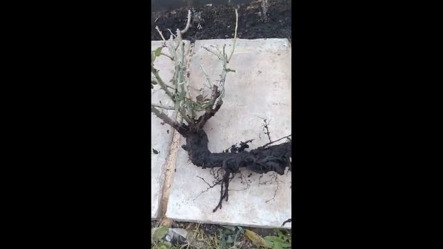 Пересадка взрослой розы флорибунды Баронесса. смотреть онлайн