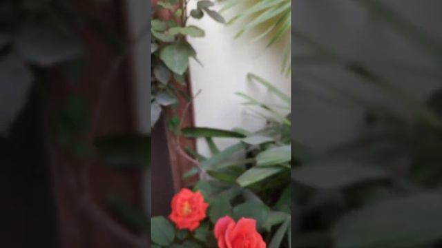 Care Of Rose Plant And Best Fertilizer