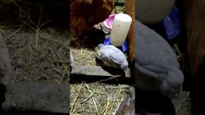 Цыплят вывела курочка зимой. Птичник не отапливаемый. И вот результат