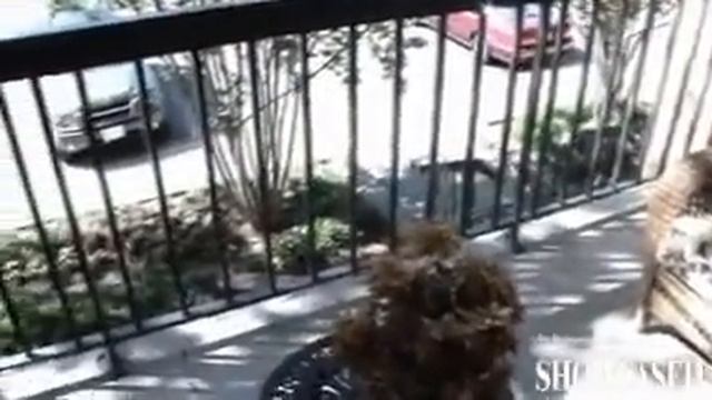 Vista at White Oak Apartments - Silver Spring, MD for Rent смотреть онлайн