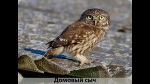 Совы на природных территориях Москвы