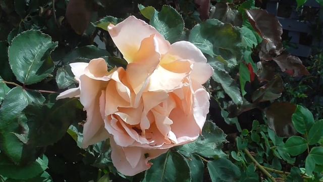 New Just Joey Rose смотреть онлайн