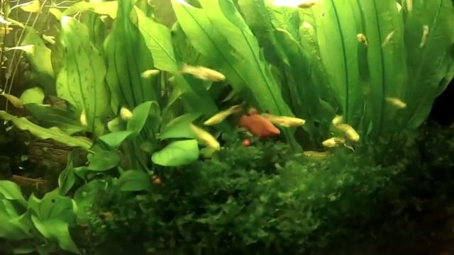 Гупятник смотреть онлайн