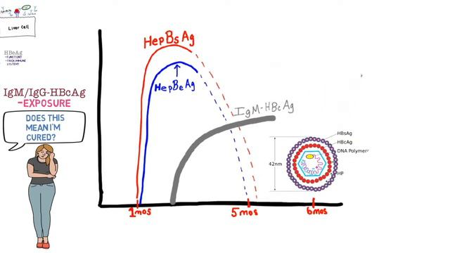 Hepatitis B Antibody Interpretation смотреть онлайн