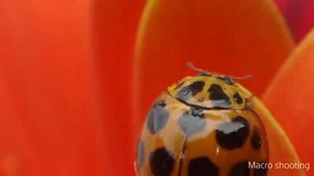 Oferta Câmera Digital Sony DSC H100 H200 WX100 W710 Tf1 WX200 W730 TX30 HX300 WX60 SLT-A57 смотреть онлайн