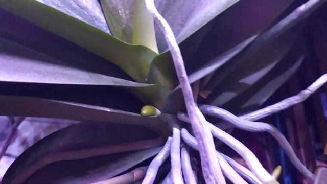 Жду цветения моих орхидей с нетерпением (орхидеи начали массово выпускать цветоносы). смотреть онлайн