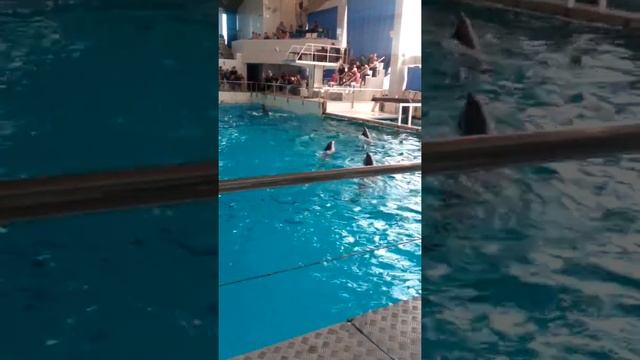 Дельфинарий , Набережные челны ? смотреть онлайн