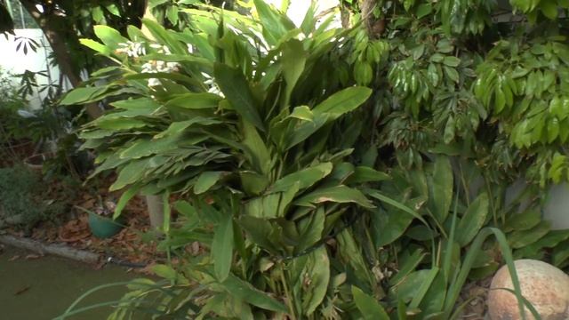 Alpinia zerumbet - growing and care (Shell ginger) смотреть онлайн