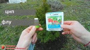 Что делать если пожелтела туя Почему засыхает хвоя Уход за туями