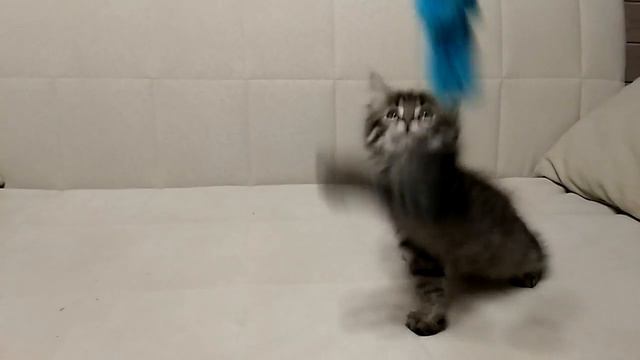 сибирская кошечка Ягода Из Одиссеи смотреть онлайн