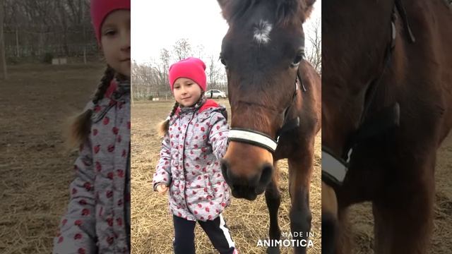 В Краснодаре ранчо У Иваныча, лучшие места, общение детей с лошадьми. Катания на лошади в Краснодар смотреть онлайн