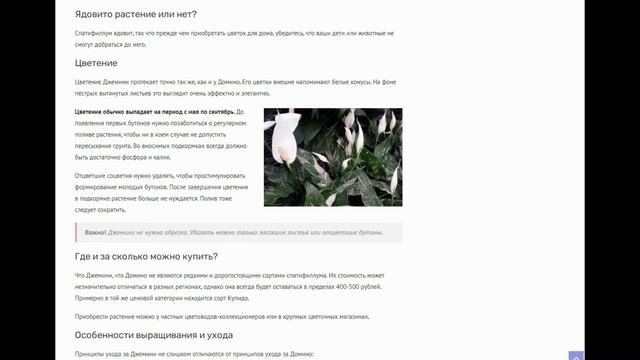 Спатифиллум Джемини: обзор сорта, разница с Домино, отличия от других разновидностей и правила уход смотреть онлайн