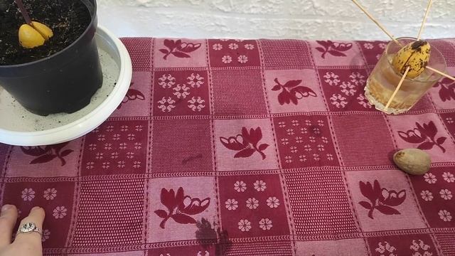 Авокадо из косточки. 3-я часть Неприхотливый сад