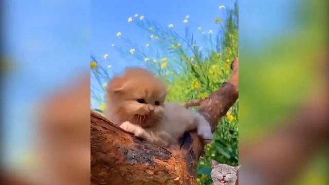 мяуканье Котят. Сборник