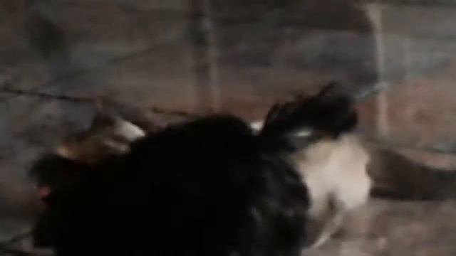 Кто говорил что собаки и кошки не друзья смотреть онлайн