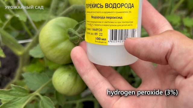 Перекись Водорода Спасет Томаты от Всех Болезней! смотреть онлайн
