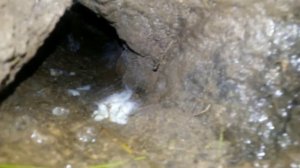 Кролики в яме-вольере. Удобство содержания.