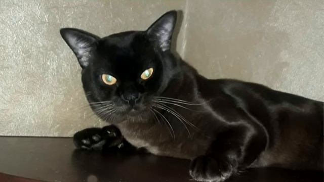 SHERIFF PEARL DNIESTER, питомник Misterious Dragon смотреть онлайн