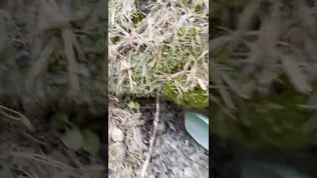 Another Nugget found with the 10x6" X-Coil on the Minelab GPX 6000 смотреть онлайн