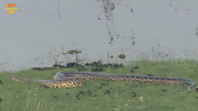 Biggest Snake python ?? смотреть онлайн