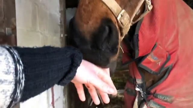 Oswald's adventure to the farm - HE BULLIED A HORSE!!! смотреть онлайн