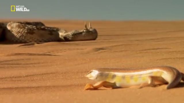 Дикий Египет / Wild Egypt (2015) смотреть онлайн