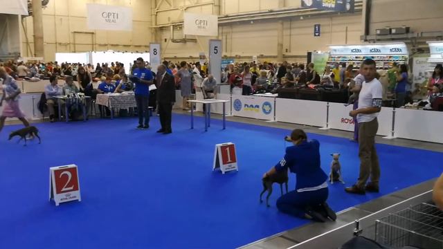Euro Dog Show 2017. ITALIAN SIGHTHOUND. Male champion class. смотреть онлайн
