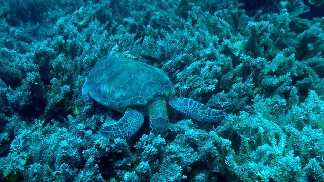Pacific green turtle calmly eats as scuba diver watches enthralled смотреть онлайн