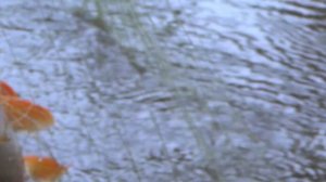 Рамовая сеть Ловля щуки Рыбалка на щуку Рыбалка на сети Рыбалка сетями