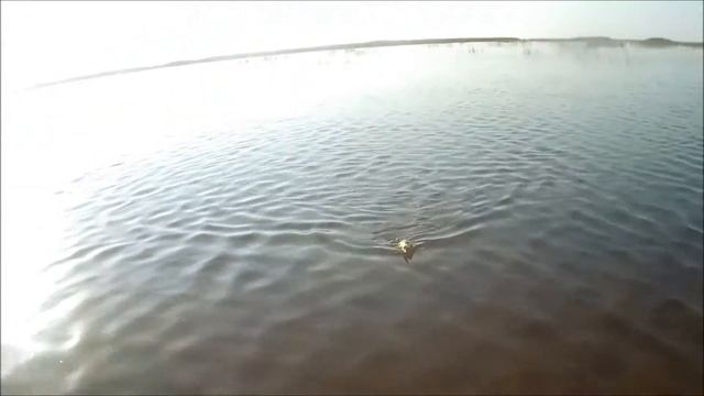 Щука в Июле 2017. Рыба мечты :) Лиманы Приазовья. смотреть онлайн