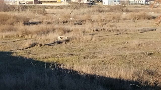 Кладбища Евпатории: Старое городское , КАРАИМСКОЕ и еврейское. Разграбленные могилы. смотреть онлайн