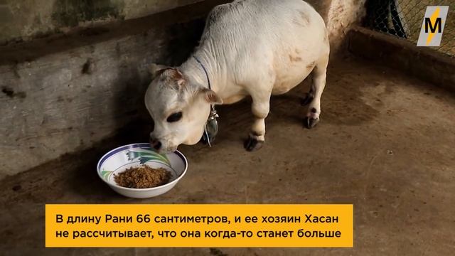 Самая Короткая Корова В Мире — Рани Из Бангладеша смотреть онлайн