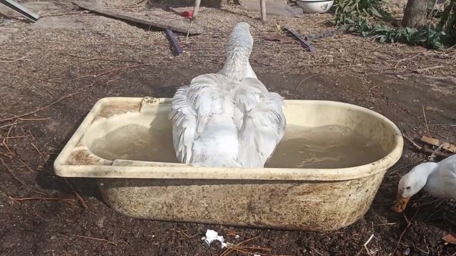 УТКА купается с ГУСЕМ | ГУСЫНЯ и УТКА | 21.03.2023 смотреть онлайн