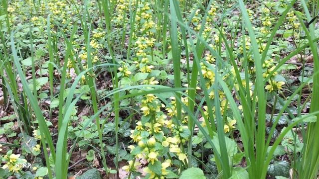 3. Красивая Мелодия Э. Туниянца, Льющаяся Нектаром Весенним Погожим Деньком! смотреть онлайн