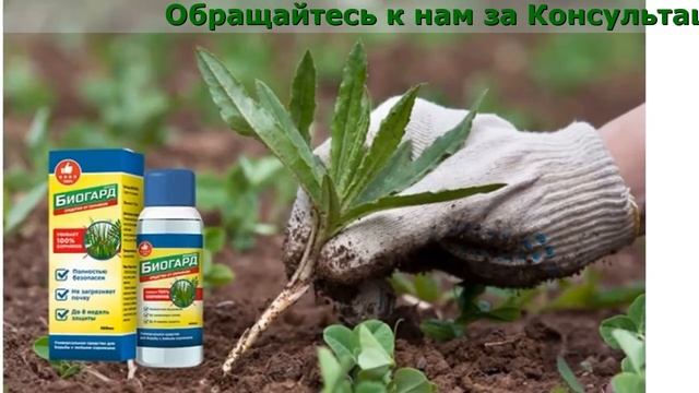 Средство Биогард Отзывы смотреть онлайн