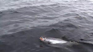 Троллинг лосося на Онеге.