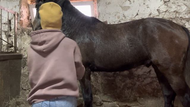 ТРЕНИРОВКИ ЛОШАДЕЙ | Обучение молодых лошадей | Kono-влог смотреть онлайн