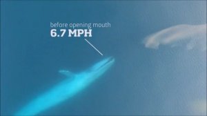 Как питается синий кит