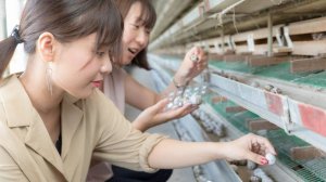 Япония. Производства и технологии. Ферма перепелов Хаманако.