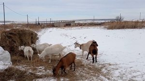 Если коза болеет... Когда скрипят колени у коз.