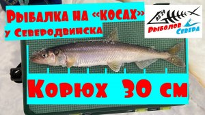 РЫБАЛКА НА КОРЮШКУ 2 КОСА под Северодвинском #КРУПНЫЙ КОРЮХ #Рыболов_Севера