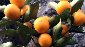 Кумкват - Польза и вред. Полезные свойства кумквата. Чем полезен?